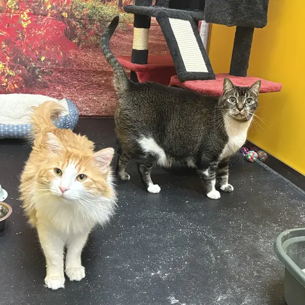 Cozy cat guest at K9 Rox Club Las Vegas